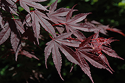 Crimson Prince Japanese Maple (Acer palmatum 'Crimson Prince') at GardenWorks