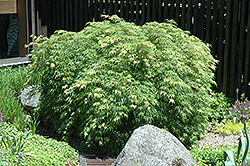 Palmatifidum Japanese Maple (Acer palmatum 'Palmatifidum') at GardenWorks
