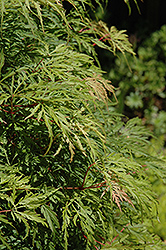 Palmatifidum Japanese Maple (Acer palmatum 'Palmatifidum') at GardenWorks
