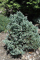 Curly Tops Moss Falsecypress (Chamaecyparis pisifera 'Curly Tops') at GardenWorks