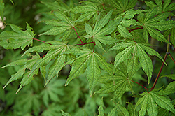 Arakawa Cork Bark Japanese Maple (Acer palmatum 'Arakawa') at GardenWorks