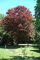 Purple-Leaf Japanese Maple (Acer palmatum 'Atropurpureum') at GardenWorks