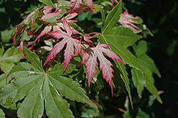 Asahi Zuru Japanese Maple (Acer palmatum 'Asahi Zuru') at GardenWorks