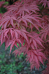 Chitose Yama Japanese Maple (Acer palmatum 'Chitose Yama') at GardenWorks