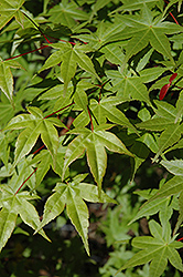 Shindeshojo Japanese Maple (Acer palmatum 'Shindeshojo') at GardenWorks