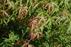 Garyu Dwarf Japanese Maple (Acer palmatum 'Garyu') at GardenWorks