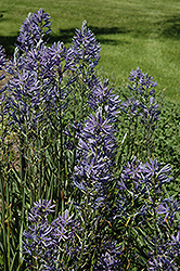 Blue Danube Camassia (Camassia leichtlinii 'Blue Danube') at GardenWorks
