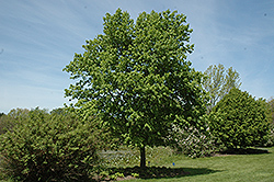 Commemoration Sugar Maple (Acer saccharum 'Commemoration') at GardenWorks