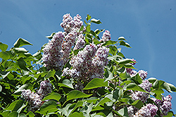 Michel Buchner Lilac (Syringa vulgaris 'Michel Buchner') at GardenWorks