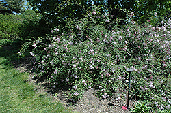 Hers Manchurian Lilac (Syringa pubescens 'Hers') at GardenWorks