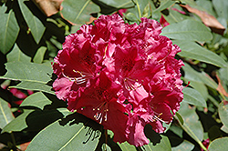 Trude Webster Rhododendron (Rhododendron 'Trude Webster') at GardenWorks