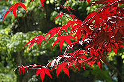 Emperor I Japanese Maple (Acer palmatum 'Wolff') at GardenWorks
