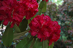 Francesca Rhododendron (Rhododendron 'Francesca') at GardenWorks
