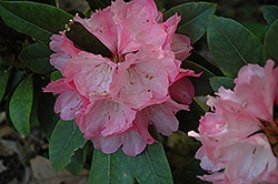 Hachmann's Belona Rhododendron (Rhododendron 'Hachmann's Belona') at GardenWorks