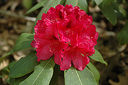 The General Rhododendron (Rhododendron catawbiense 'The General') at GardenWorks