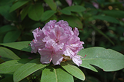 Lavender Queen Rhododendron (Rhododendron 'Lavender Queen') at GardenWorks