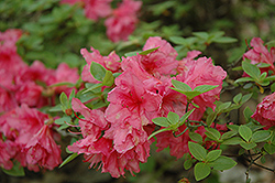 Hino Pink Azalea (Rhododendron 'Hino Pink') at GardenWorks