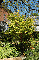 Coral Bark Japanese Maple (Acer palmatum 'Sango Kaku') at GardenWorks