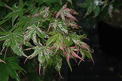 Oridono Nishiki Japanese Maple (Acer palmatum 'Oridono Nishiki') at GardenWorks