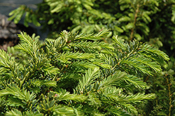 Emerald Spreader Yew (Taxus cuspidata 'Emerald Spreader') at GardenWorks