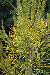 Wate's Golden Scrub Pine (Pinus virginiana 'Wate's Golden') at GardenWorks