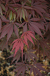Burgundy Lace Japanese Maple (Acer palmatum 'Burgundy Lace') at GardenWorks