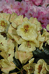 Viscy Rhododendron (Rhododendron 'Viscy') at GardenWorks