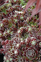 Icicle Hens And Chicks (Sempervivum 'Icicle') at GardenWorks