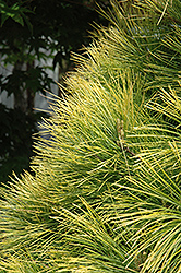Louie Eastern White Pine (Pinus strobus 'Louie') at GardenWorks