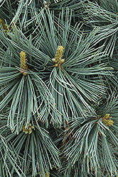 Extra Blue Limber Pine (Pinus flexilis 'Extra Blue') at GardenWorks