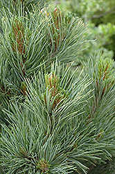 Blue Swiss Stone Pine (Pinus cembra 'Glauca') at GardenWorks