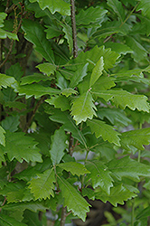 Regal Prince English Oak (Quercus 'Regal Prince') at GardenWorks
