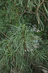 Twisted White Pine (Pinus strobus 'Contorta') at GardenWorks
