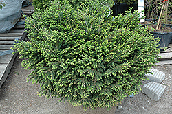 Bergman's Gem Oriental Spruce (Picea orientalis 'Bergman's Gem') at GardenWorks