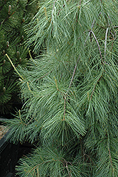 Weeping White Pine (Pinus strobus 'Pendula') at GardenWorks