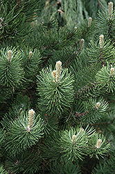 Oregon Green Austrian Pine (Pinus nigra 'Oregon Green') at GardenWorks