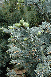 Candicans White Fir (Abies concolor 'Candicans') at GardenWorks