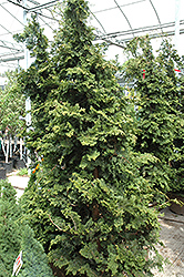 Wells Special Hinoki Falsecypress (Chamaecyparis obtusa 'Wells Special') at GardenWorks