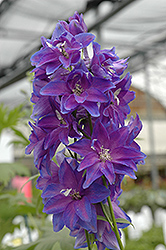Guardian Early Blue Larkspur (Delphinium 'Guardian Early Blue') at GardenWorks