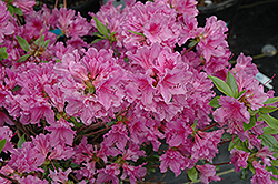 Purple Splendor Azalea (Rhododendron 'Purple Splendor') at GardenWorks