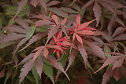 Shaina Japanese Maple (Acer palmatum 'Shaina') at GardenWorks