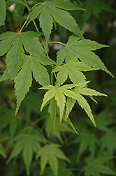 Aoyagi Japanese Maple (Acer palmatum 'Aoyagi') at GardenWorks
