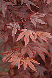 Fireglow Japanese Maple (Acer palmatum 'Fireglow') at GardenWorks