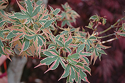 Beni Schichihenge Japanese Maple (Acer palmatum 'Beni Schichihenge') at GardenWorks