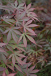 Suminagashi Japanese Maple (Acer palmatum 'Suminagashi') at GardenWorks