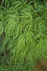Green Hornet Cutleaf Japanese Maple (Acer palmatum 'Green Hornet') at GardenWorks