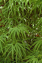 Scolopendrifolium Japanese Maple (Acer palmatum 'Scolopendrifolium') at GardenWorks