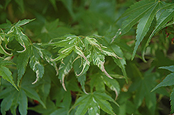 Karasu Gawa Japanese Maple (Acer palmatum 'Karasu Gawa') at GardenWorks