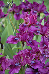 Raspberry Jam Iris (Iris 'Raspberry Jam') at GardenWorks