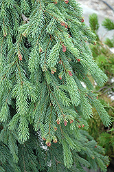 Weeping White Spruce (Picea glauca 'Pendula') at GardenWorks